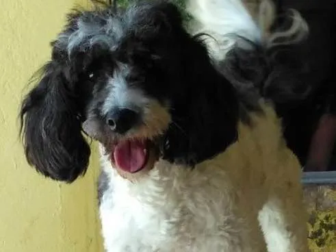 Cachorro ra a Poddle idade 2 anos nome Charlotte