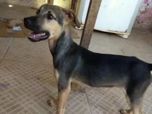 Cachorro raça Vira lata idade 2 a 6 meses nome Laura