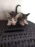 Romeu e Julieta
