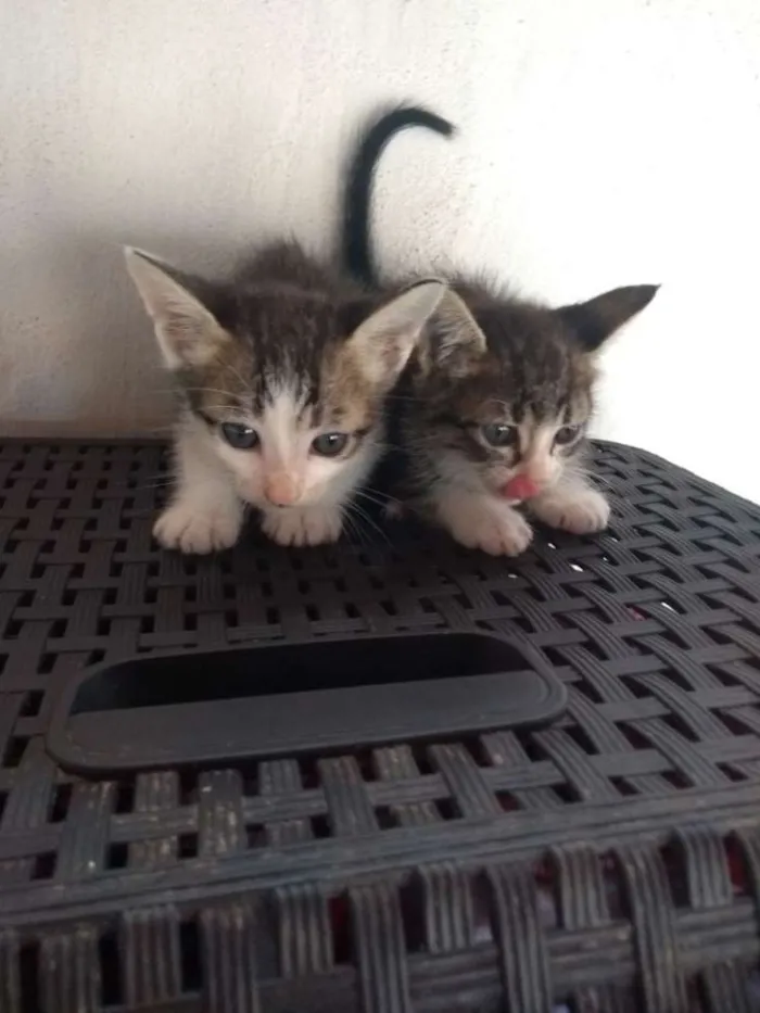 Gato raça Sem raça idade 2 a 6 meses nome Romeu e Julieta