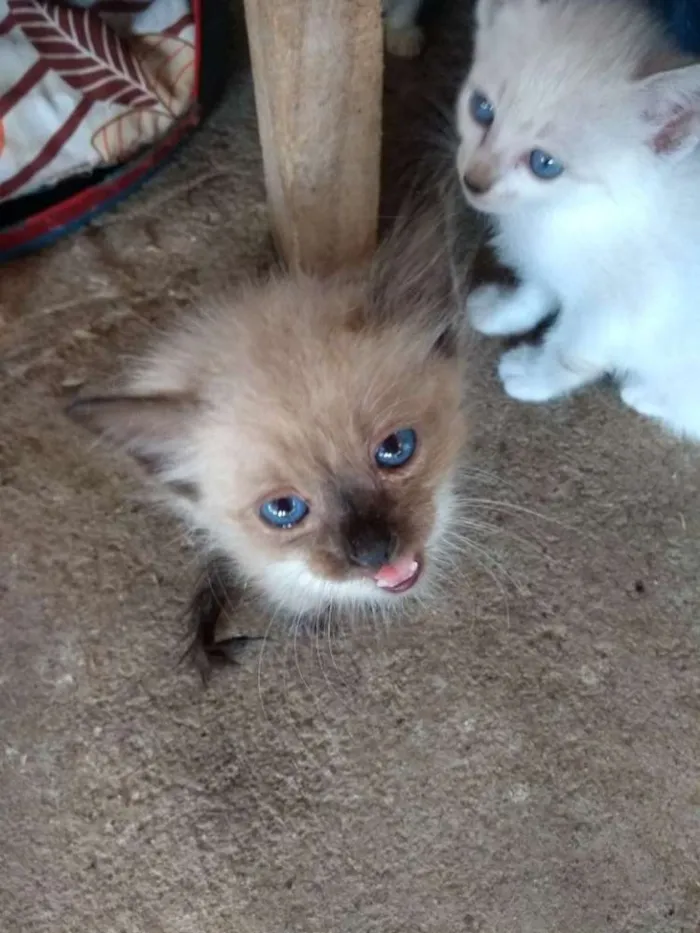 Gato raça Siamês idade 2 a 6 meses nome Baby