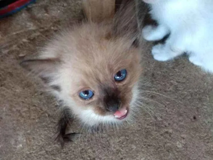 Gato raça Siamês idade 2 a 6 meses nome Baby