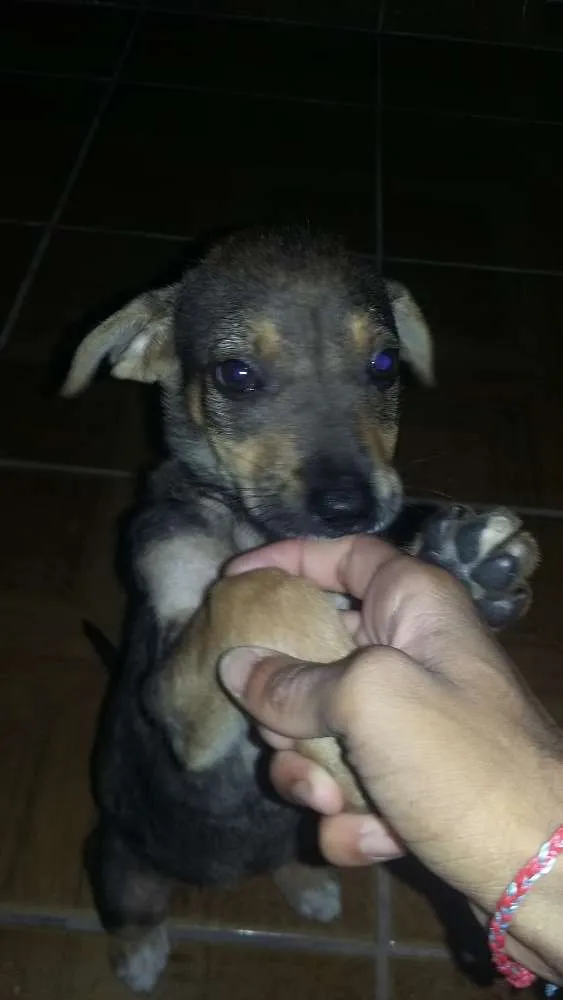 Cachorro ra a Vira-Lata idade 2 a 6 meses nome Princesa 