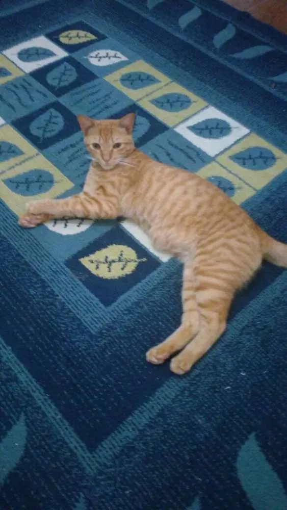 Gato ra a Raça indefinida  idade 1 ano nome Ainda não tem nome 