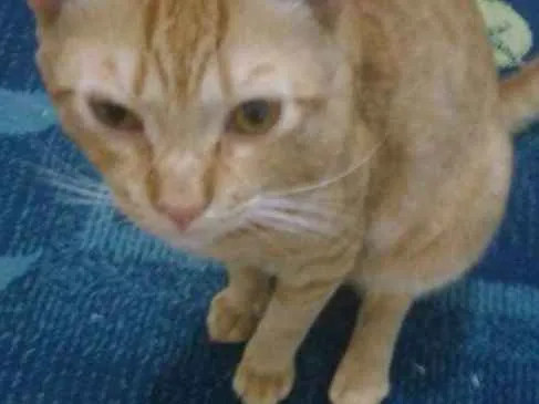 Gato ra a Raça indefinida  idade 1 ano nome Ainda não tem nome 