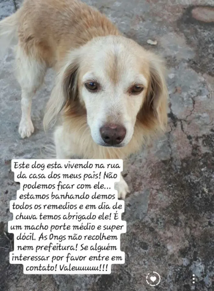 Cachorro ra a Sem raca definida idade 5 anos nome Sem nome