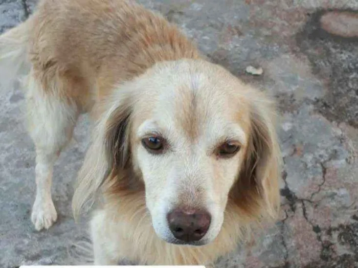 Cachorro ra a Sem raca definida idade 5 anos nome Sem nome