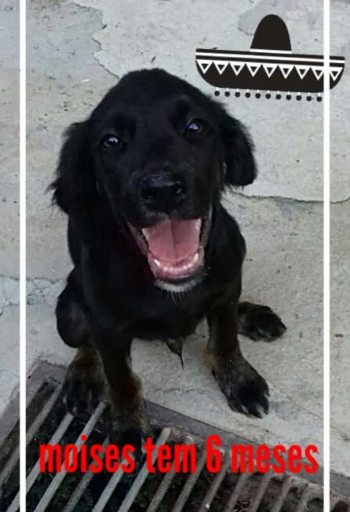 Cachorro raça SRD idade 2 a 6 meses nome Moises