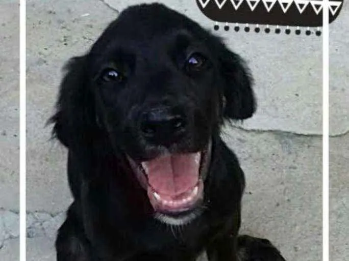 Cachorro raça SRD idade 2 a 6 meses nome Moises