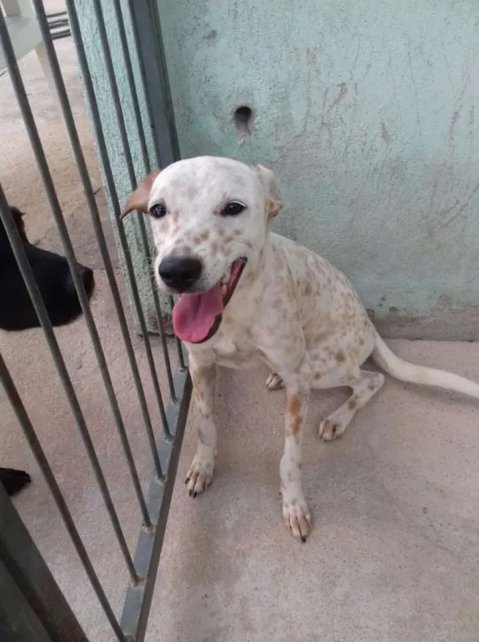 Cachorro raça SRD idade 7 a 11 meses nome Rizonha