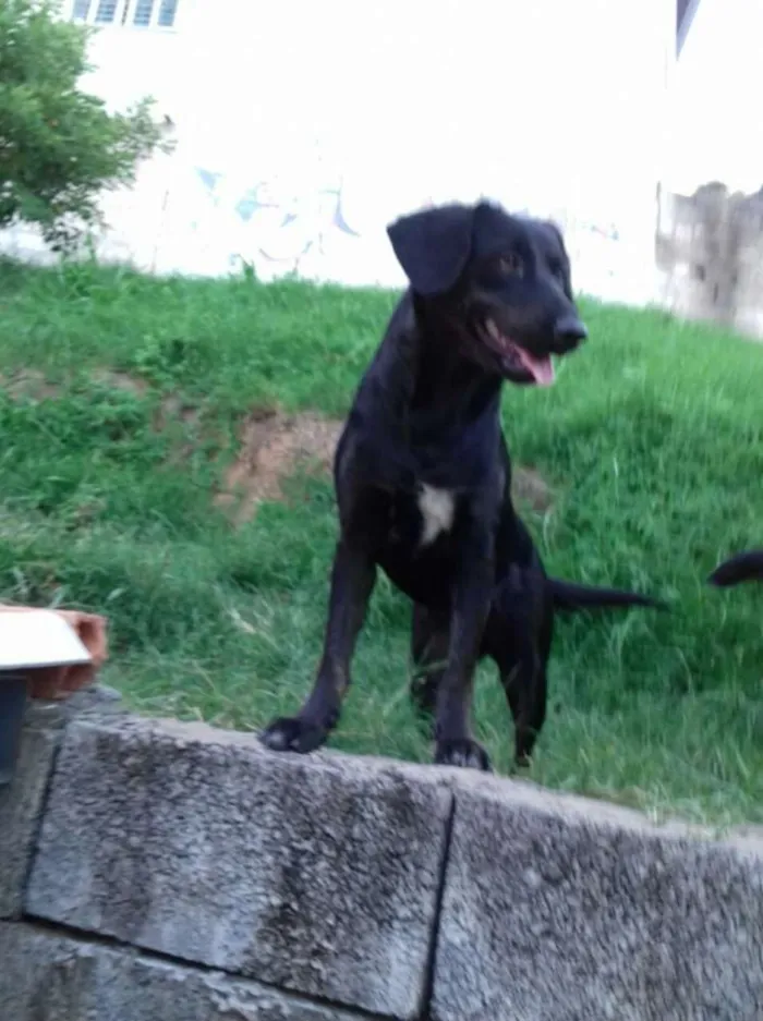 Cachorro raça SRD idade 1 ano nome Felicidade