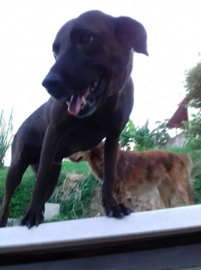 Cachorro raça SRD idade 1 ano nome Felicidade