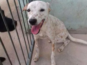Cachorro raça SRD idade 7 a 11 meses nome Rizonha