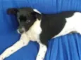 Pedro