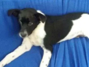 Cachorro raça SRD idade 7 a 11 meses nome Pedro