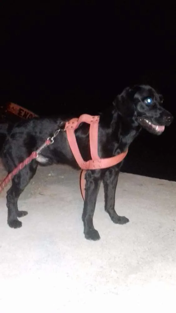 Cachorro raça Labrador idade 1 ano nome Lyon