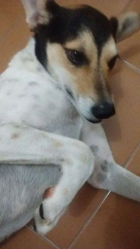 Cachorro ra a SRD idade 5 anos nome não sei