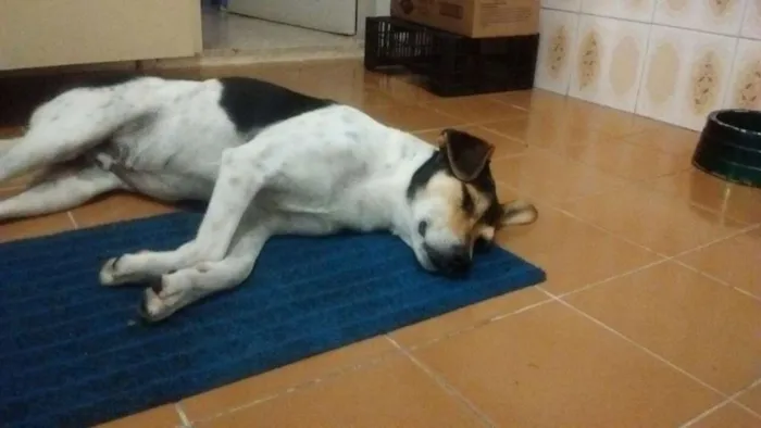 Cachorro ra a SRD idade 5 anos nome não sei