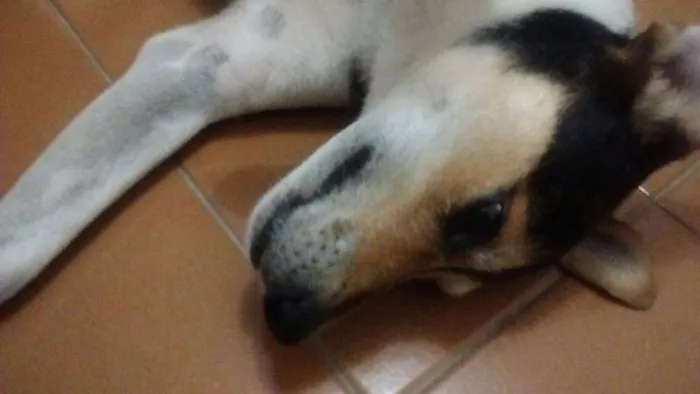 Cachorro ra a SRD idade 5 anos nome não sei