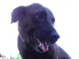 Felicidade