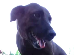 Cachorro raça SRD idade 1 ano nome Felicidade