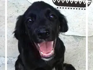 Cachorro raça SRD idade 2 a 6 meses nome Moises
