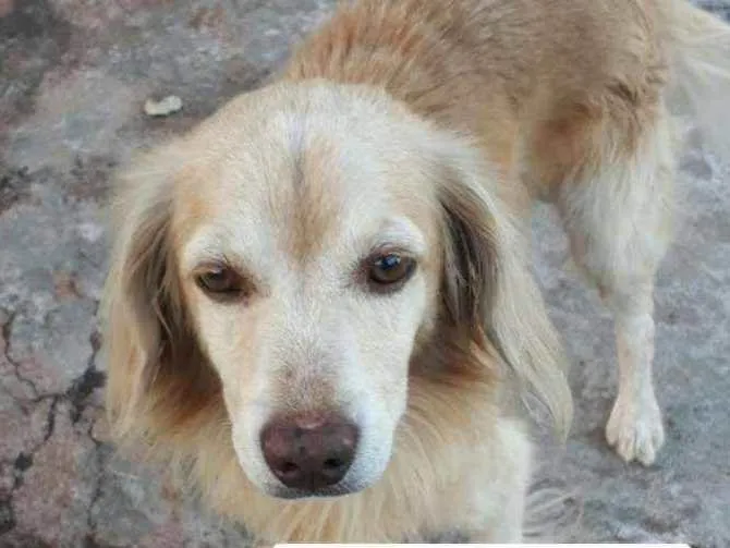 Cachorro ra a Sem raca definida idade 5 anos nome Sem nome