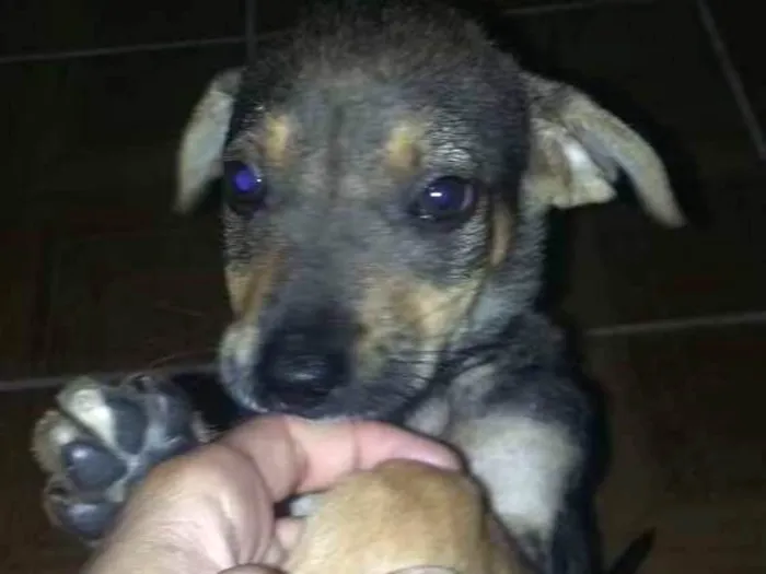 Cachorro ra a Vira-Lata idade 2 a 6 meses nome Princesa 