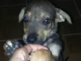 Princesa