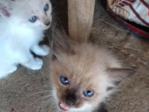 Gato raça Siamês idade 2 a 6 meses nome Baby