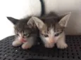 Romeu e Julieta
