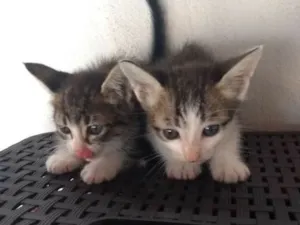 Gato raça Sem raça idade 2 a 6 meses nome Romeu e Julieta
