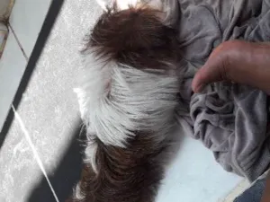 Cachorro raça shitzu idade 2 a 6 meses nome Bart