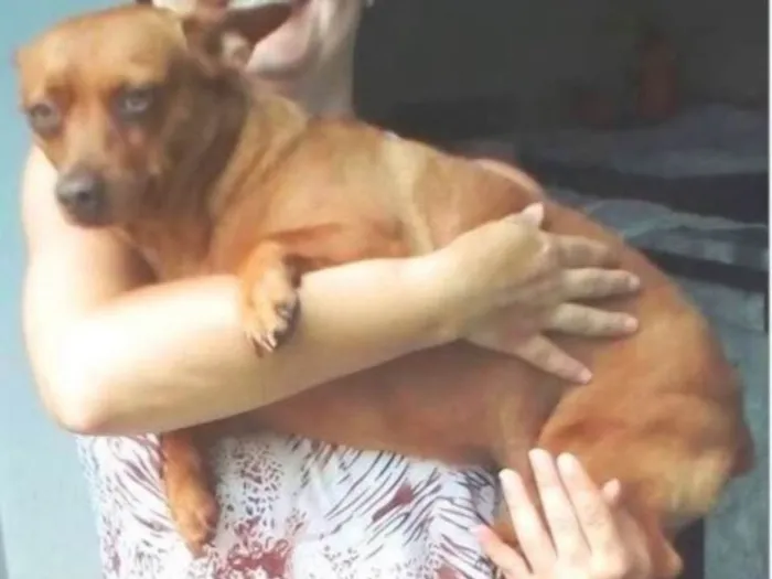 Cachorro ra a Mistura com pinscher idade 3 anos nome Pequeno