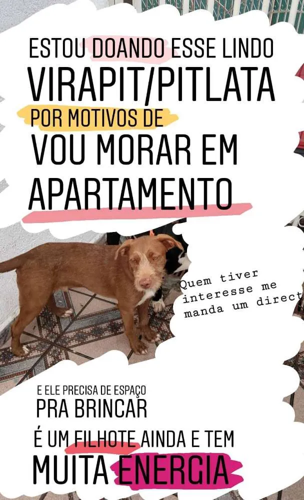 Cachorro ra a Vira lata idade 7 a 11 meses nome Toruh