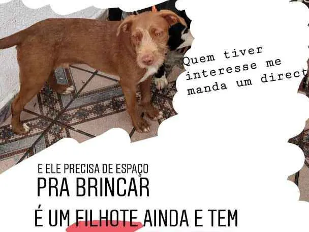 Cachorro ra a Vira lata idade 7 a 11 meses nome Toruh