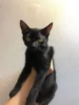 Salem, Lou, Ritchie 