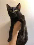 Salem, Lou, Ritchie 
