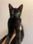 Salem, Lou, Ritchie 