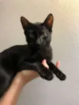 Salem, Lou, Ritchie 