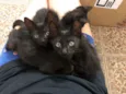 Salem, Lou, Ritchie 