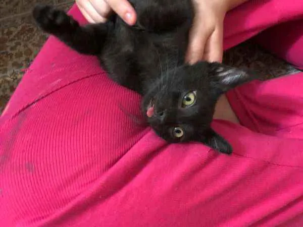 Gato ra a SRD idade 2 a 6 meses nome Salem, Lou, Ritchie 