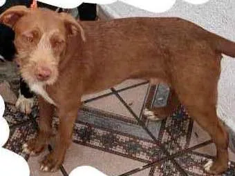 Cachorro ra a Vira lata idade 7 a 11 meses nome Toruh
