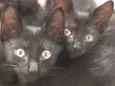 Salem, Lou, Ritchie 