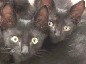 Gato raça SRD idade 2 a 6 meses nome Salem, Lou, Ritchie 