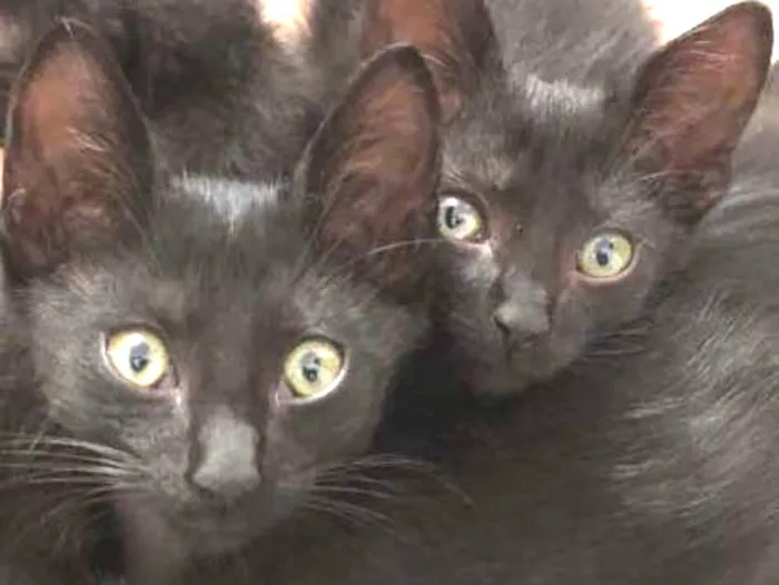 Gato ra a SRD idade 2 a 6 meses nome Salem, Lou, Ritchie 