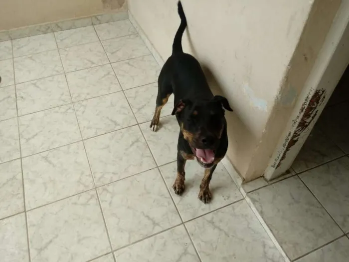 Cachorro ra a Labrador com vira lata idade 2 a 6 meses nome Thor