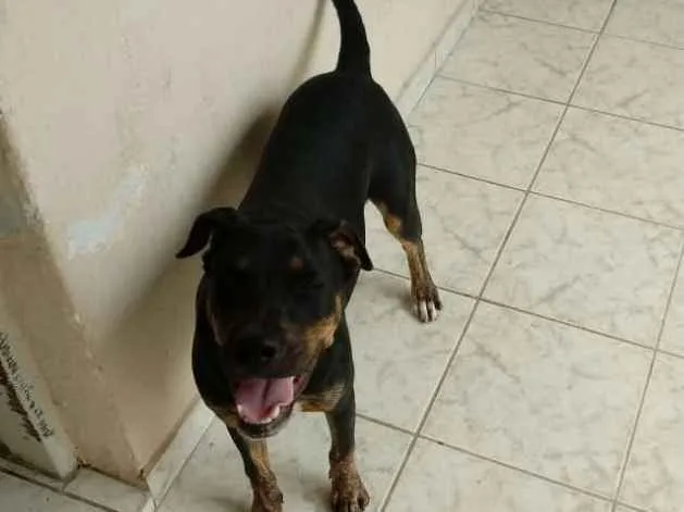 Cachorro ra a Labrador com vira lata idade 2 a 6 meses nome Thor