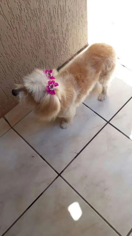 Cachorro ra a  idade 6 ou mais anos nome mel