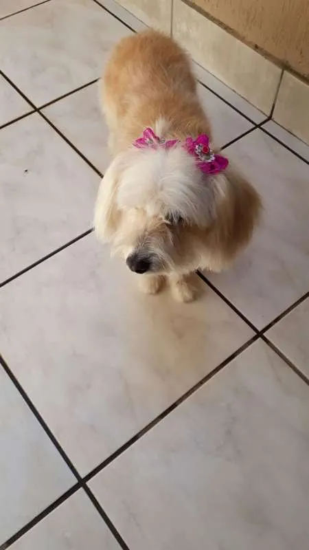 Cachorro ra a  idade 6 ou mais anos nome mel